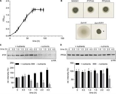 The Phosphatase PP2A Interacts With ArnA and ArnB to Regulate the Oligomeric State and the Stability of the ArnA/B Complex